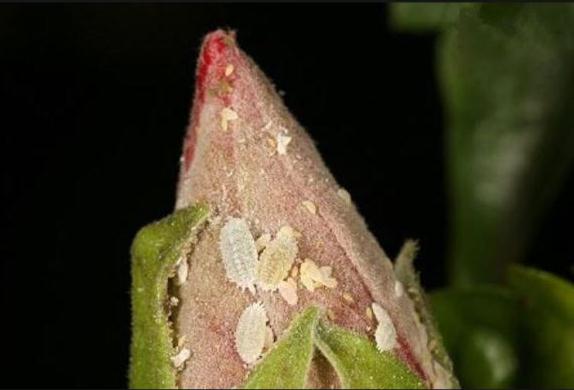 金弹子下山桩发芽了 发现有虫子 图片