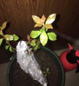 金弹子下山桩发芽了 发现有虫子 图片