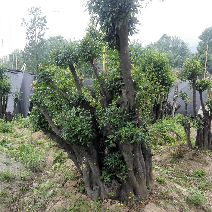 金弹子下山桩熟桩上盆不发芽的问题