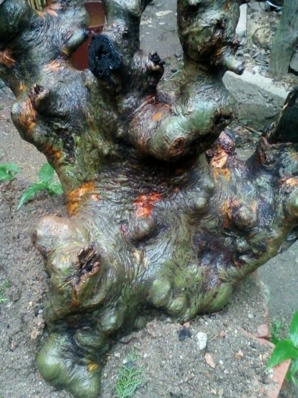 榔榆下山桩生桩到现在还没发芽