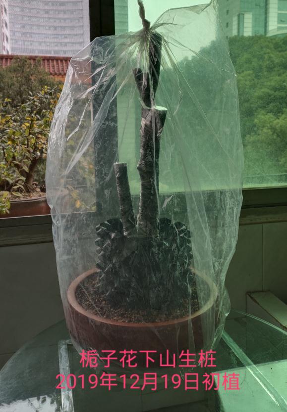 栀子花下山生桩多久才能生根发芽