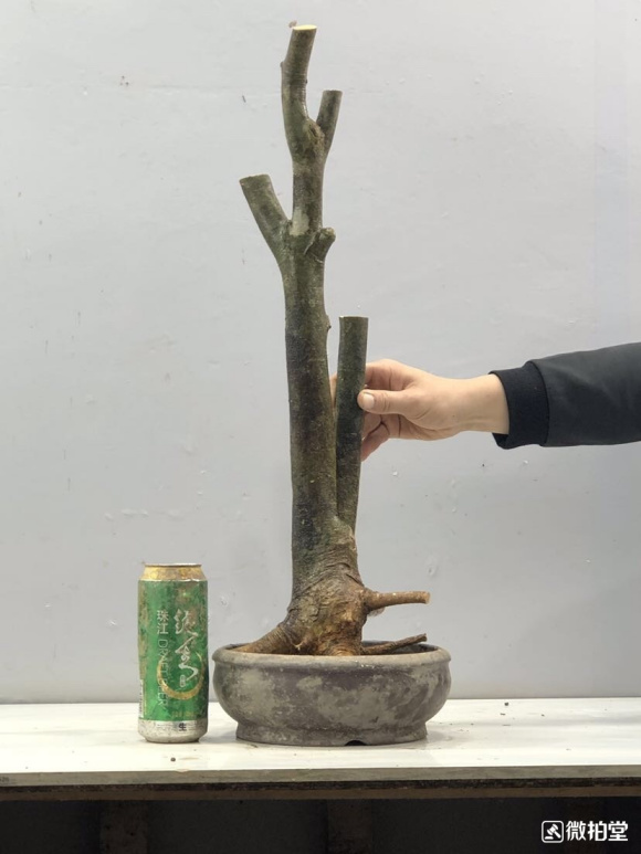 栀子花下山生桩多久才能生根发芽