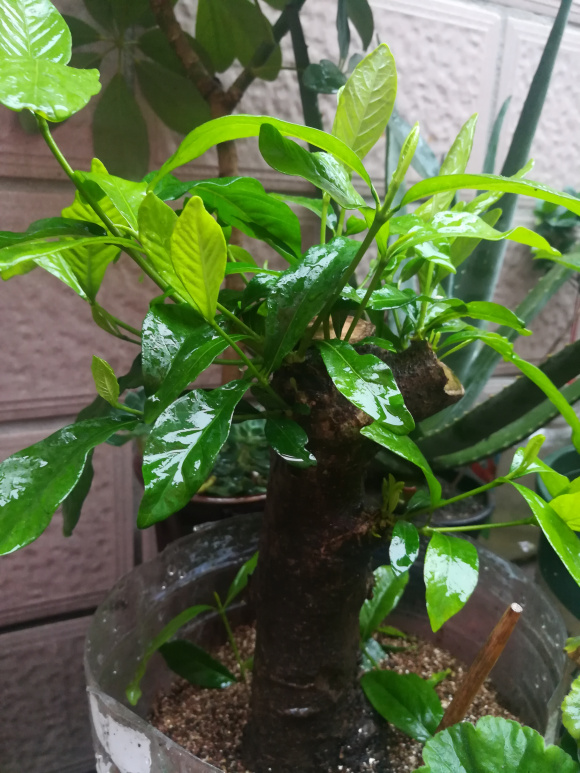 栀子花下山生桩多久才能生根发芽
