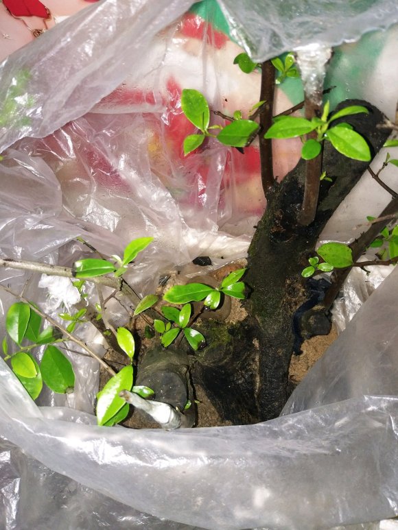金弹子下山桩发芽 回芽的都又来芽了