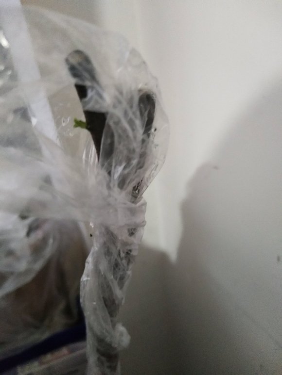 金弹子下山桩发芽 回芽的都又来芽了