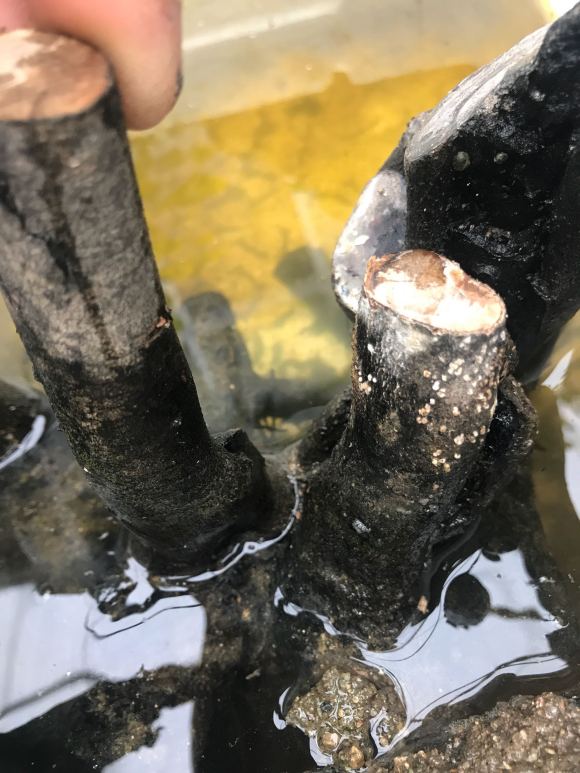 老鸦下山桩不但没有发芽还霉了