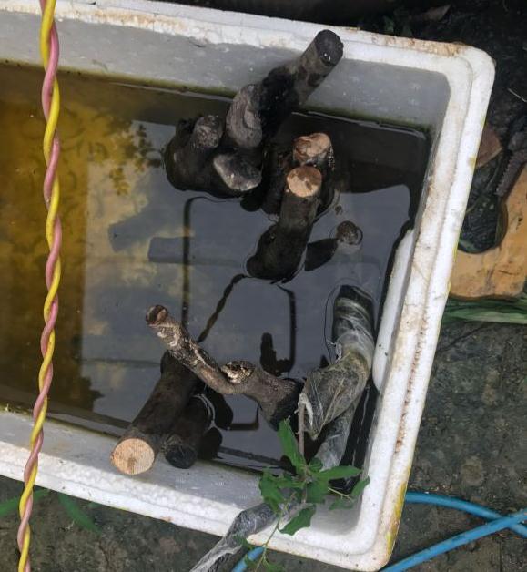 老鸦下山桩不但没有发芽还霉了