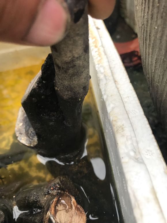 老鸦下山桩不但没有发芽还霉了