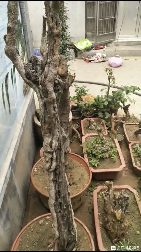 石榴下山桩树皮还是绿色 可以发芽吗