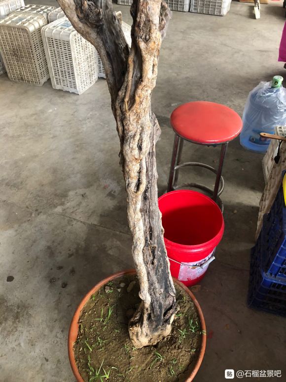石榴下山桩树皮还是绿色 可以发芽吗