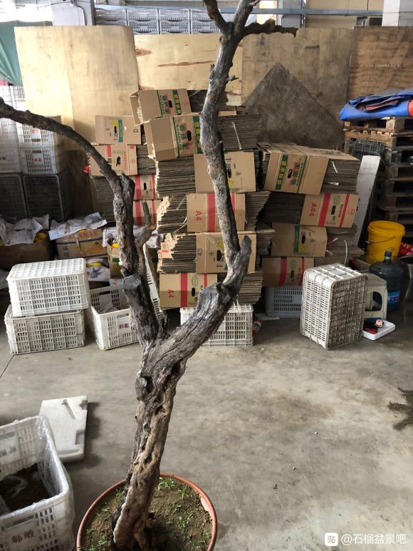石榴下山桩树皮还是绿色 可以发芽吗