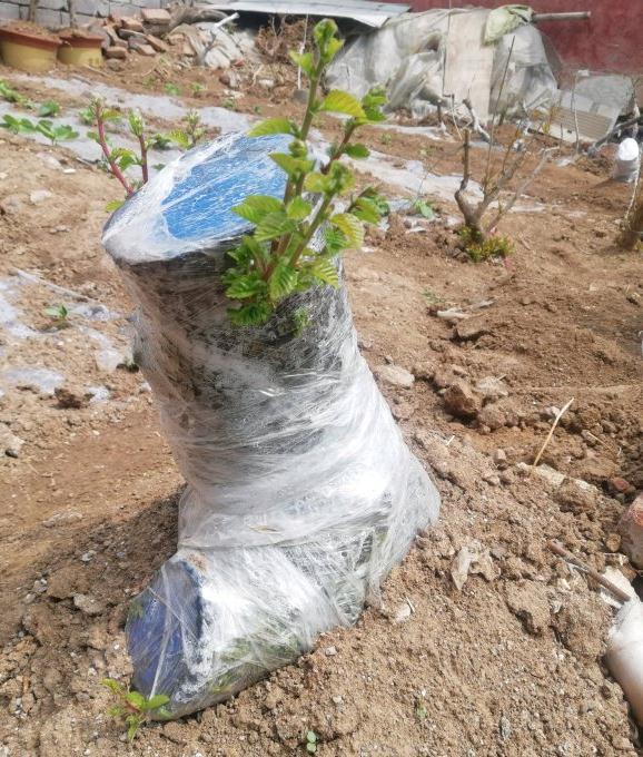 上山挖的榔榆下山桩都发芽了