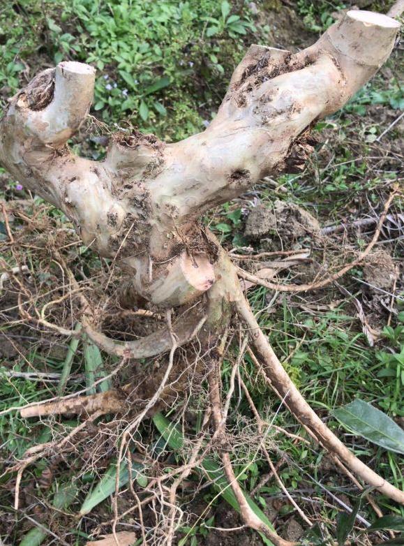 下山的紫薇下山桩生桩现嫁接已发芽