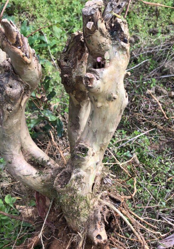 下山的紫薇下山桩生桩现嫁接已发芽