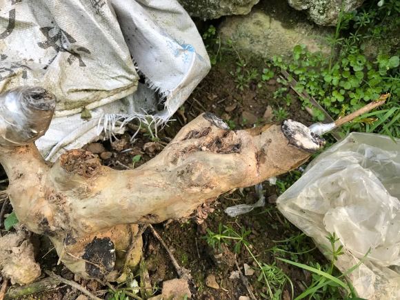 下山的紫薇下山桩生桩现嫁接已发芽