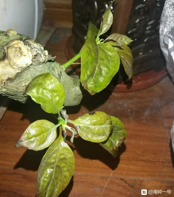 三角梅下山桩冻伤一个月不发芽