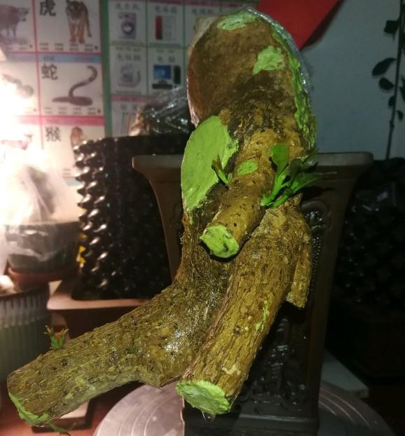 三角梅下山桩冻伤一个月不发芽