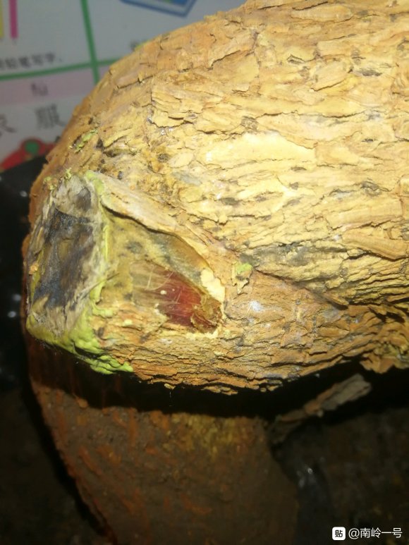 三角梅下山桩冻伤一个月不发芽