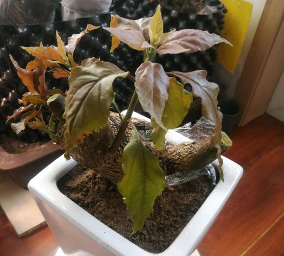 三角梅下山桩冻伤一个月不发芽