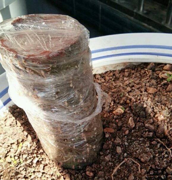 火棘下山桩生桩是发芽了 还是发霉了