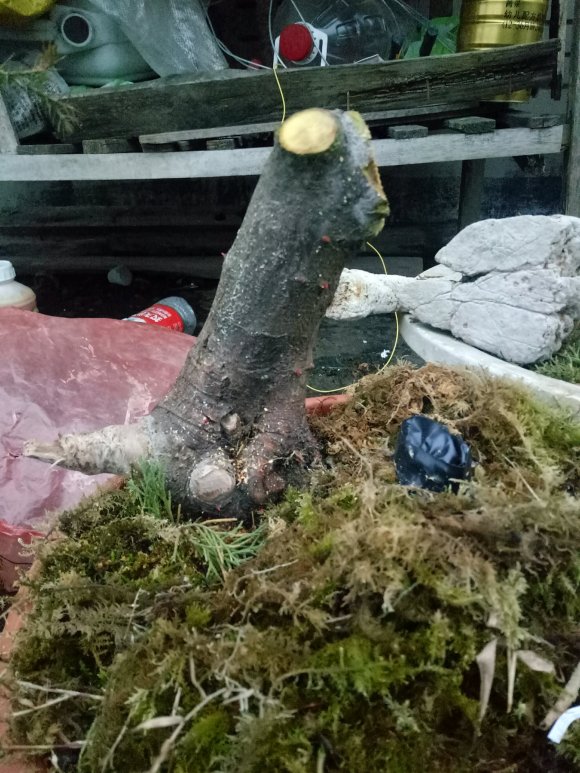 火棘下山桩生桩是发芽了 还是发霉了