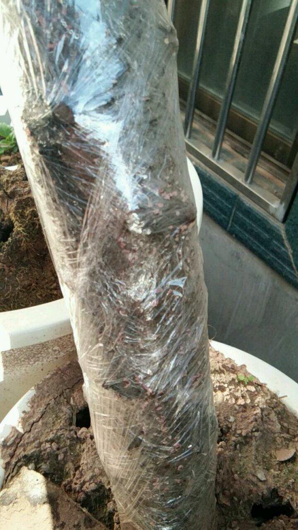 火棘下山桩生桩是发芽了 还是发霉了