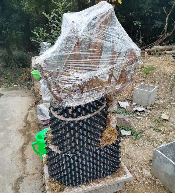 映山红下山桩生桩出芽快