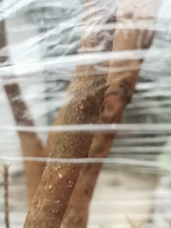 映山红下山桩生桩出芽快