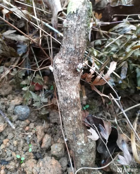 紫珠下山桩出芽了 这么慢的吗