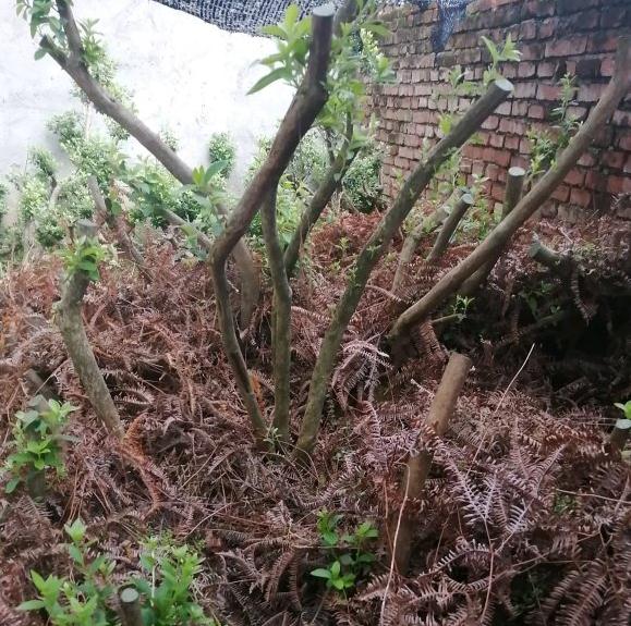 映山红下山桩发芽了 叶子很大