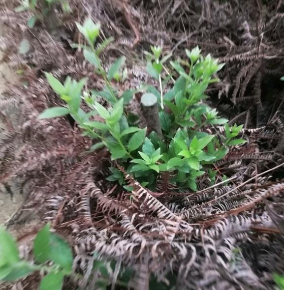 映山红下山桩发芽了 叶子很大