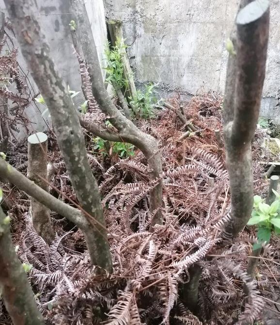 映山红下山桩发芽了 叶子很大