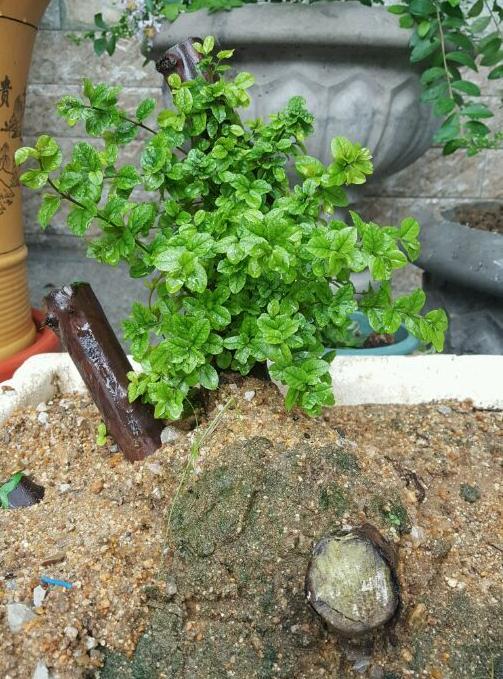 雀梅下山桩发芽后多久可以上盆