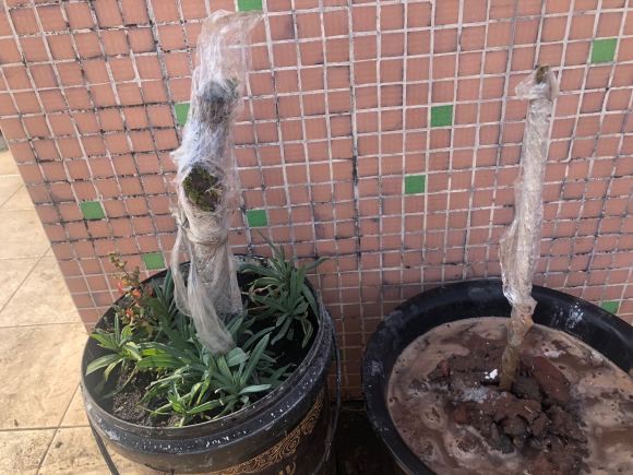 金弹子下山桩发芽后 能撕开保鲜膜吗