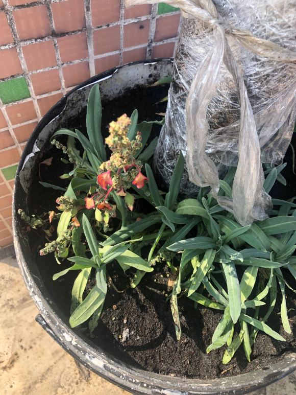 金弹子下山桩发芽后 能撕开保鲜膜吗