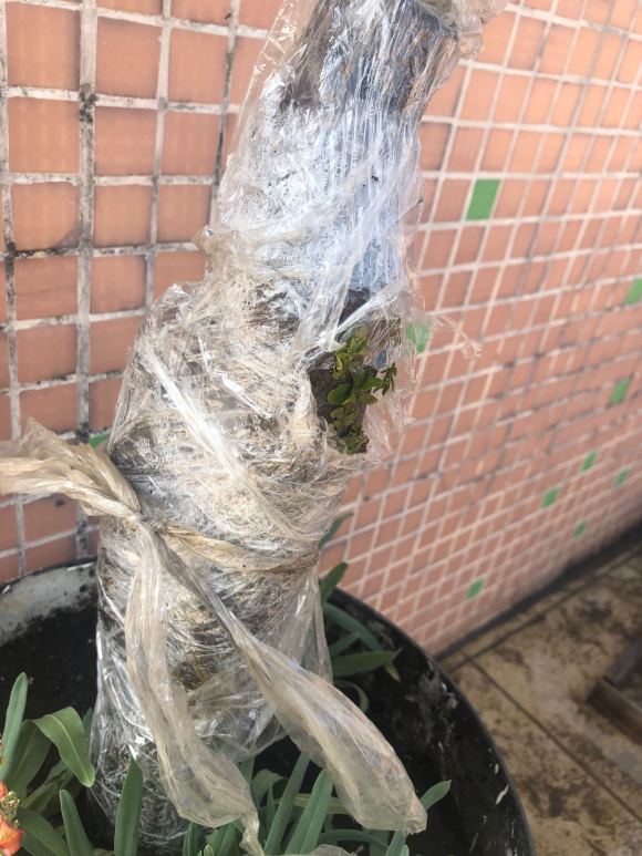 金弹子下山桩发芽后 能撕开保鲜膜吗