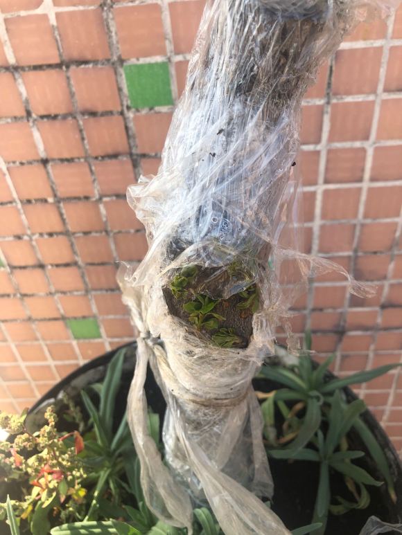 金弹子下山桩发芽后 能撕开保鲜膜吗