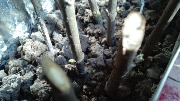天气暖了 腊梅下山桩发芽 还能开花吗