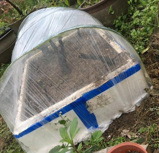 这样培养的老鸦柿下山桩成活率高吗