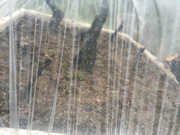 这样培养的老鸦柿下山桩成活率高吗