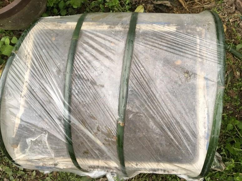 这样培养的老鸦柿下山桩成活率高吗