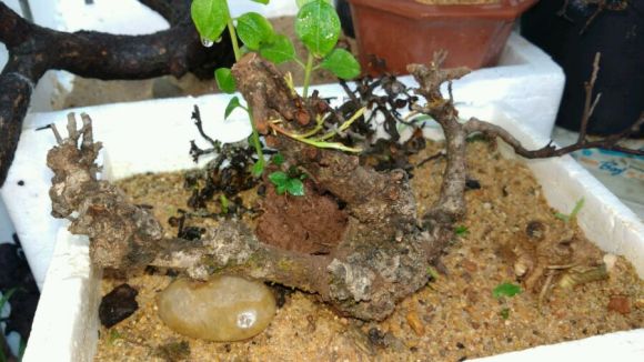 清香木下山桩发芽了 要不要上盆