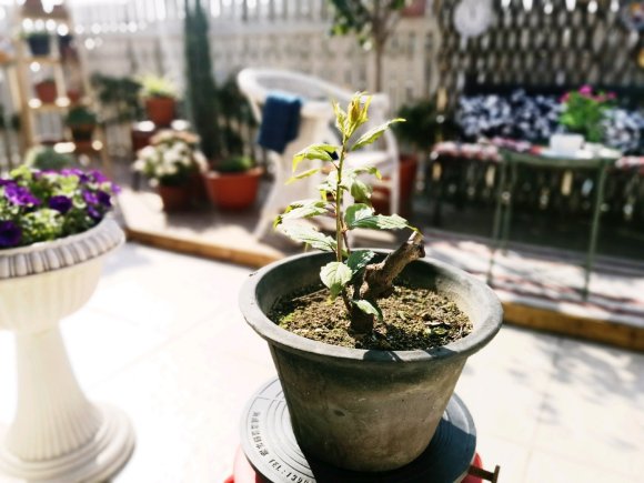 梅花下山桩发芽没到位 明年継续