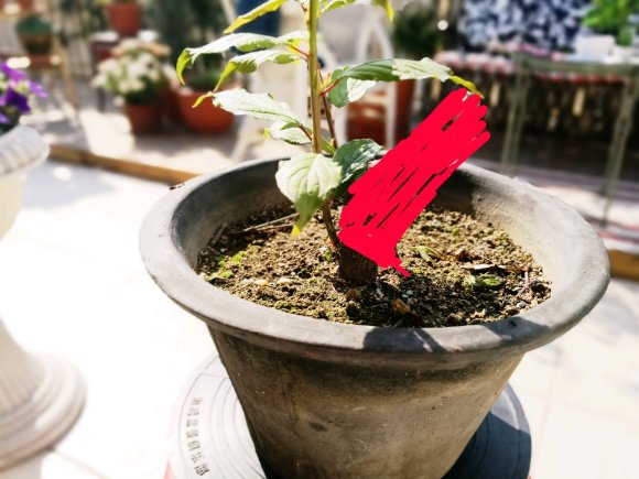 梅花下山桩发芽没到位 明年継续
