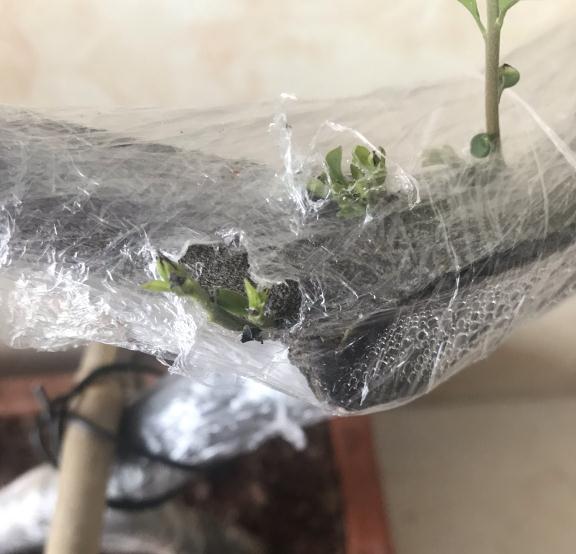 金弹子下山桩生桩发芽小叶子发黑