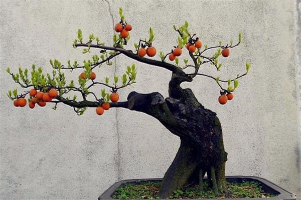 金弹子下山桩什么时候发芽