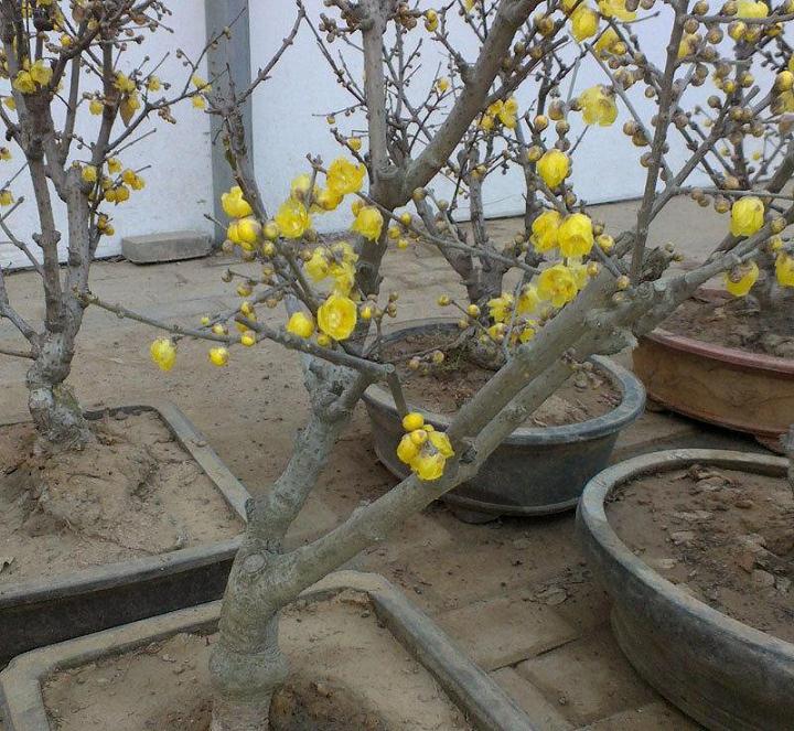 年前栽的腊梅桩3月没发芽正常吗