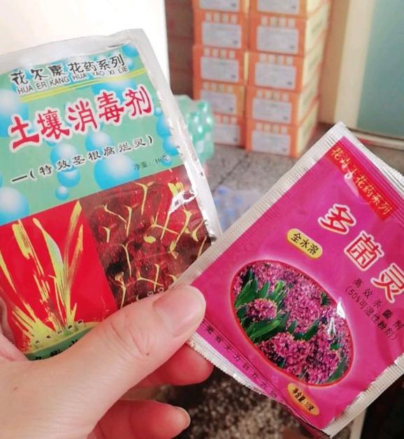 金弹子下山桩生桩沙培2个月