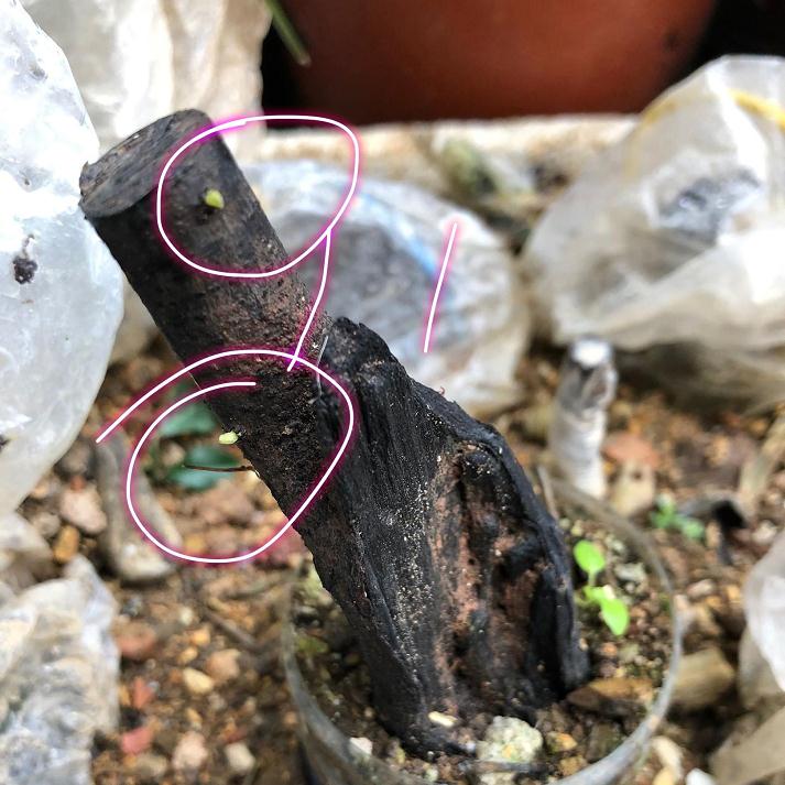 金弹子下山桩生桩发芽了