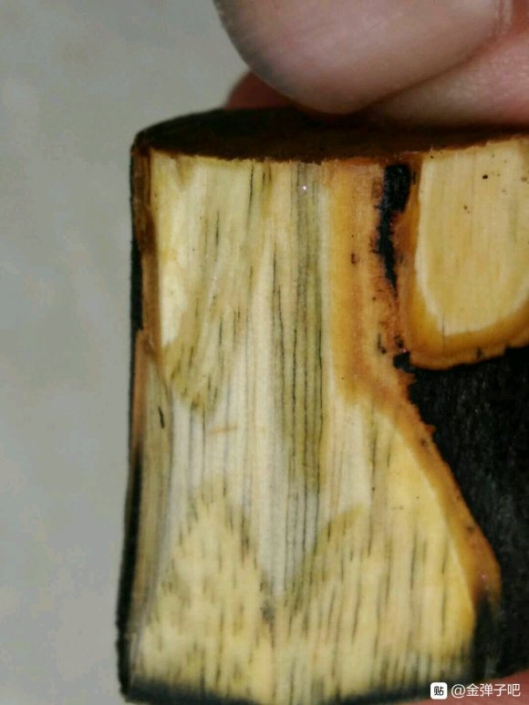 金弹子下山桩里面发黑 还会发芽吗